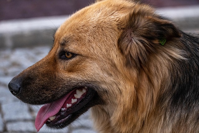 Kurt Krömer Vermögen, Biografie, Alter
