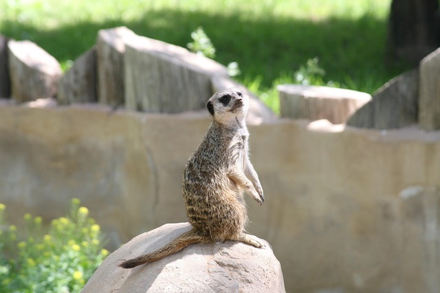 Leeroy Matata Vermögen und Einkommen
