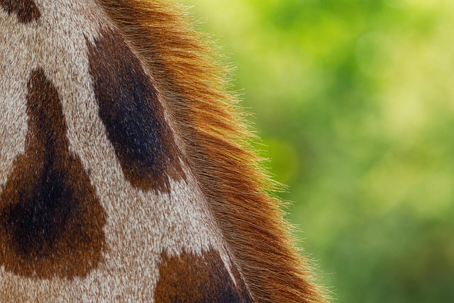 Lena Meyer-Landrut und ihr Vermögen (2023)