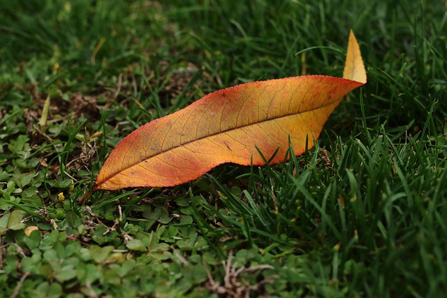 Macaulay Culkin Vermögen