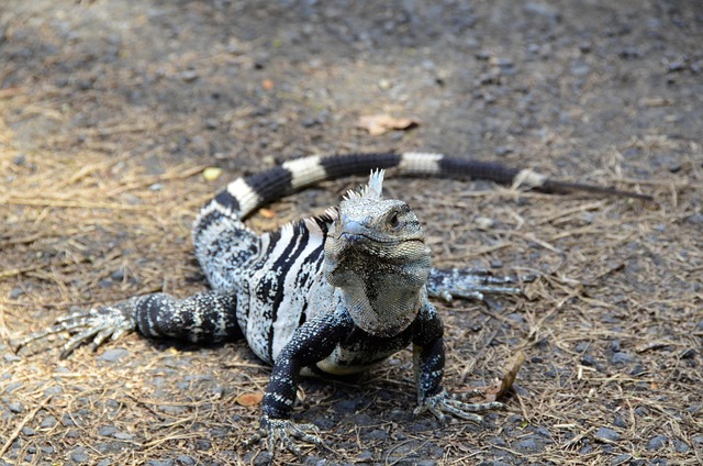 Manuel Neuer Vermögen