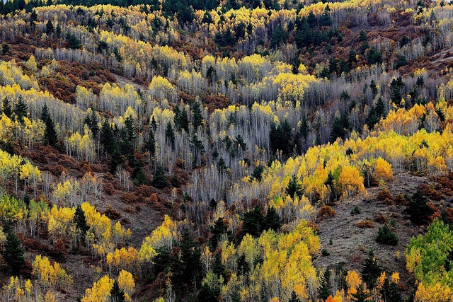 R. Kelly Vermögen, Biografie