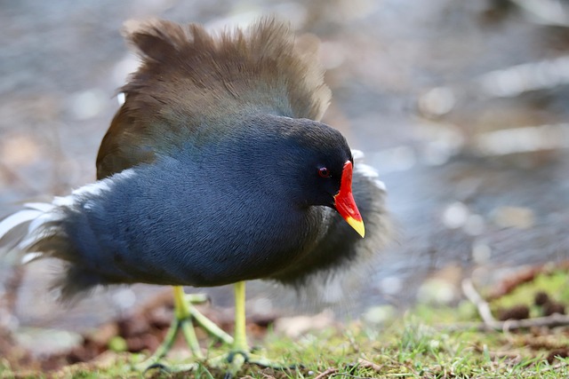 Ralle Ender Todesursache