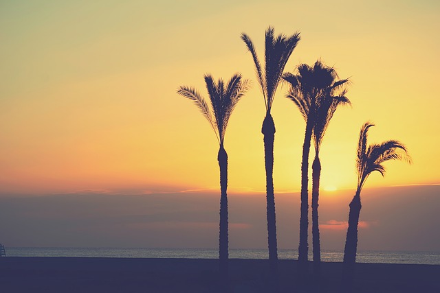 Serena Williams Vermögen