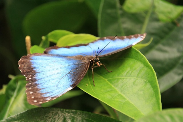 Simon Desue Vermögen, Alter, Bio, Größe