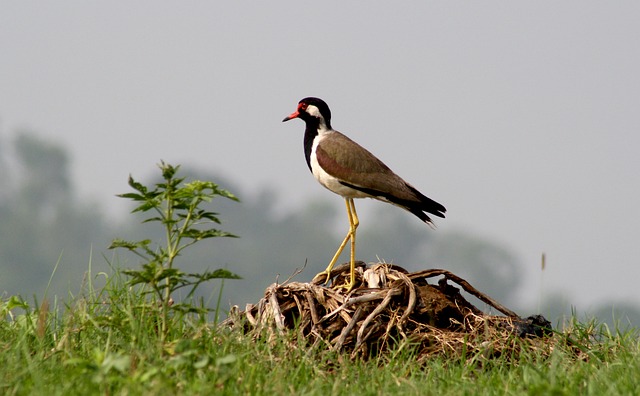 Wim Beelen Vermögen